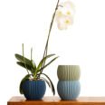 Upia_Orquidea