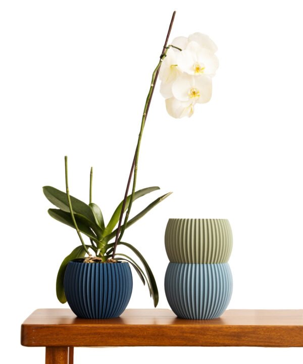 Upia_Orquidea