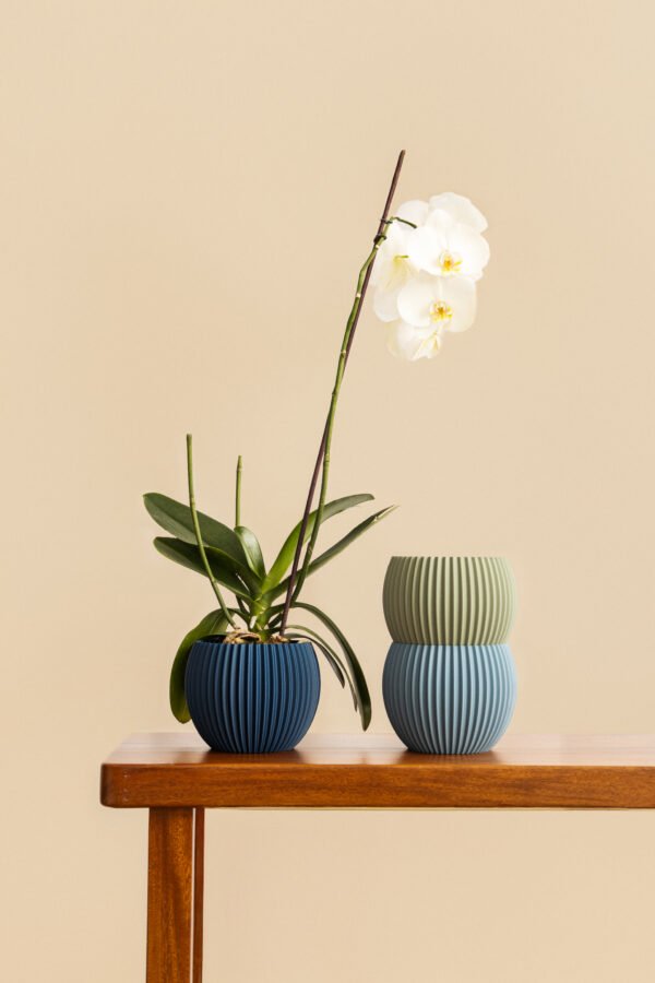 orquidea 1