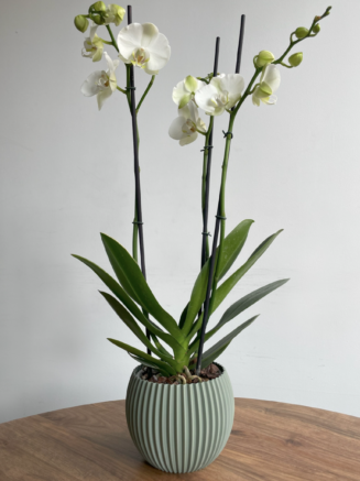 Matera Orquidea
