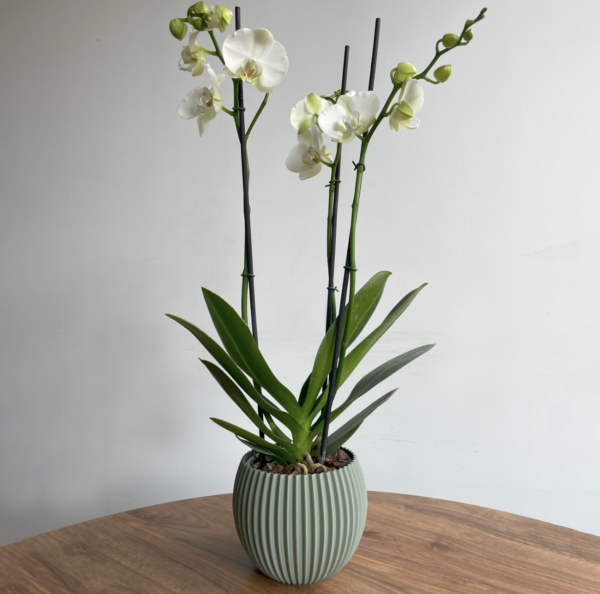 orquidea 2
