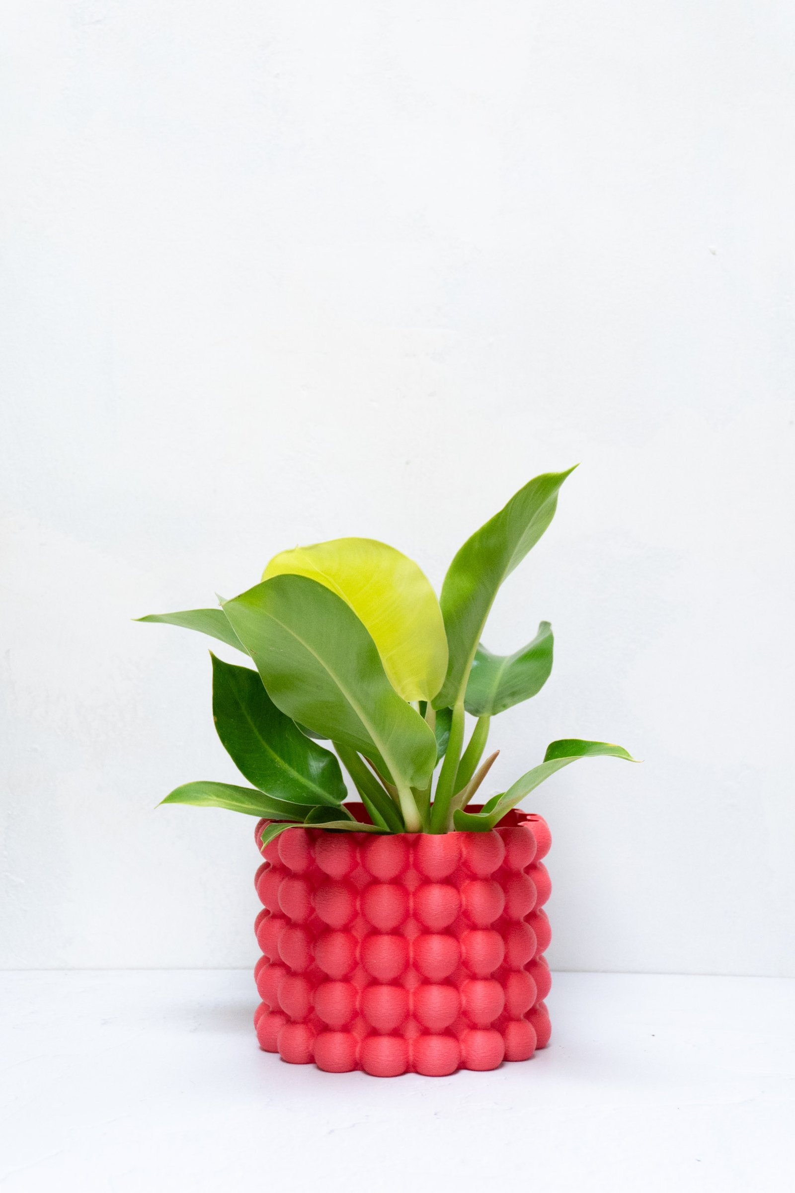 Matera Mora - Imagen 6