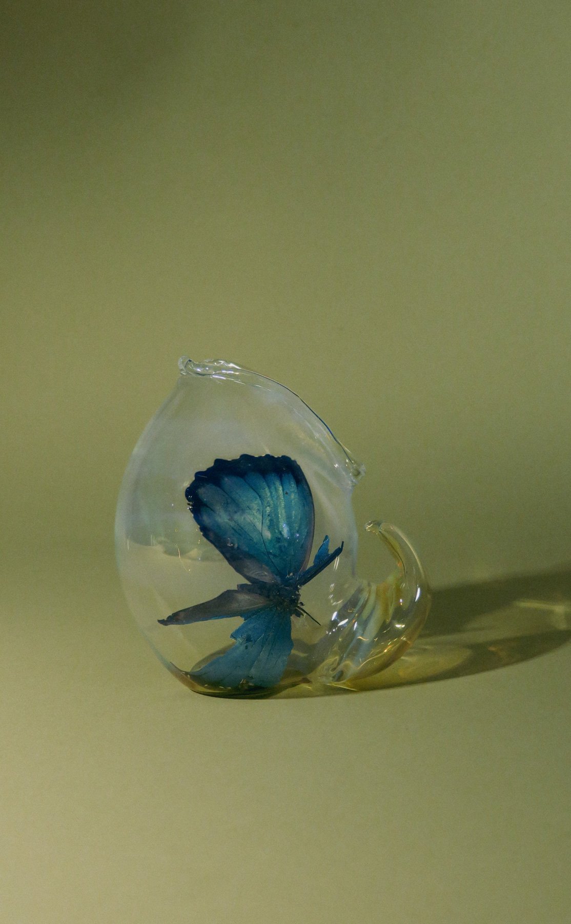 Vaso Concha set x4 - Imagen 2