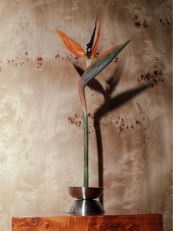 Solitario - Imagen 4